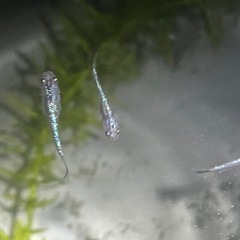 メダカの卵、20個　ユリシス、サファイアの画像