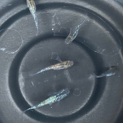 メダカの卵、20個　ユリシス、サファイアの画像
