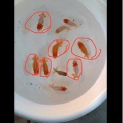 残り6匹！！らんちゅう　稚魚５匹　6センチ前後　金魚　蘭鋳の画像