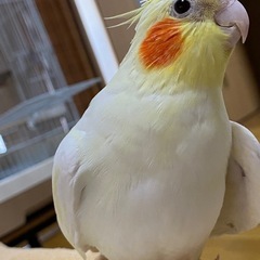 オカメインコ［のんちゃん］