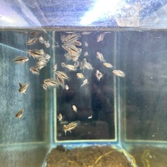 アナカラ　アノマラ　F1 アピストグラマ 6匹セット　(約2cm) 若魚の画像