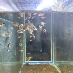 アナカラ　アノマラ　F1 アピストグラマ 6匹セット　(約2cm) 若魚の画像