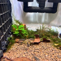 アナカラ　アノマラ　F1 アピストグラマ 6匹セット　(約2cm) 若魚の画像