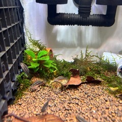 アナカラ　アノマラ　F1 アピストグラマ 6匹セット　(約2cm) 若魚の画像
