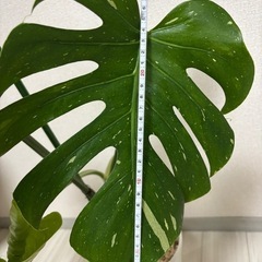 斑入りモンステラ　デリシオーサ　タイコンステレーション　イエローモンスター　観葉植物　の画像