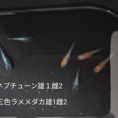 メダカ　産卵サイズ　計６匹の画像