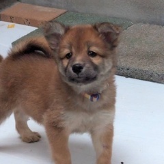 💗💗役2ヶ月の子犬里親緊急募集