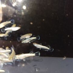 メダカ　【飛輪】NO２　10匹     1800円の画像