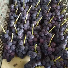 長野県産　種無し巨峰🍇1房の画像