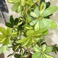 フェイクグリーン 人工観葉植物 大型 光触媒 造花130cm ホワイト鉢の画像