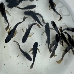 めだか オロチ ヒレ長 ランダム5匹の画像
