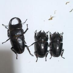 【訳あり】オオクワガタ♂B品+♀良品×2匹の画像