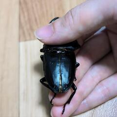 【訳あり】オオクワガタ♂B品+♀良品×2匹の画像