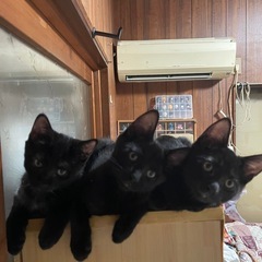 黒猫3兄弟
