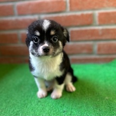 チワワ【総額110000円】8月末まで、お安くなっておりま…