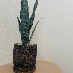 中型フェイクグリーン50cmの画像