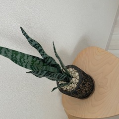 中型フェイクグリーン50cmの画像