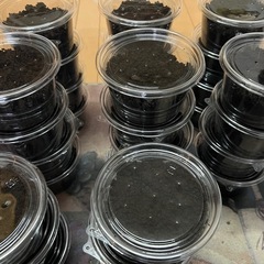国産カブトムシの幼虫（2齢）1匹〜OK♪親子で育てていますの画像