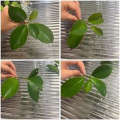【ガジュマル】水挿し 発根済み 4本の画像