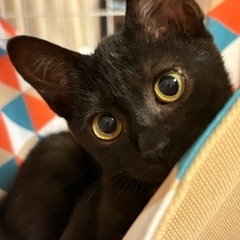 シャイな黒猫ちゃん3ヶ月