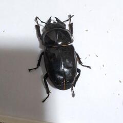 【訳あり】オオクワガタ♂B品+♀B品の画像