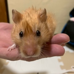 サテンハムスター