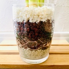 キングバンブー　３本仕立て　観葉植物　ハイドロカルチャーの画像