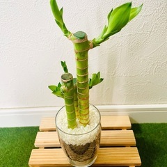 キングバンブー　３本仕立て　観葉植物　ハイドロカルチャーの画像