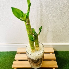 キングバンブー　３本仕立て　観葉植物　ハイドロカルチャーの画像