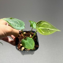 アンスリウム フォルゲッティ 3株セット
の画像