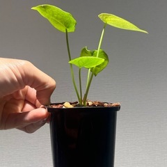 アンスリウム フォルゲッティ 3株セット
の画像