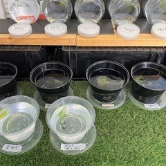 無人販売メダカ補充しましたの画像