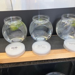 無人販売メダカ補充しましたの画像