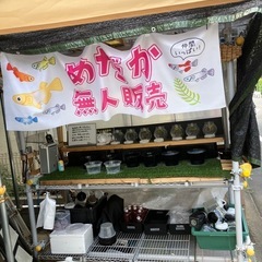 無人販売メダカ補充しましたの画像