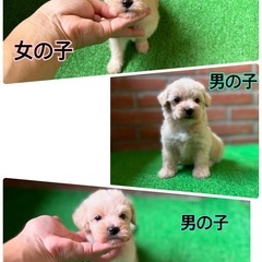 🌸マルプー予約受付中🌸