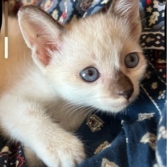 目が青い可愛い😍コアラのような子猫里親募集中