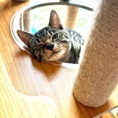 4月16日 むかわ町にて保護 （仮）いちご