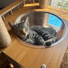 むかわ町内で保護 (仮)ししゃも