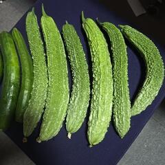 朝採りゴーヤ、きゅうり、差し上げますの画像