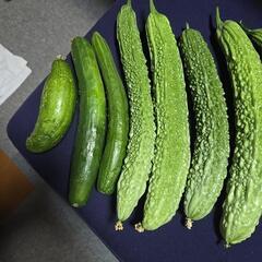 朝採りゴーヤ、きゅうり、差し上げますの画像