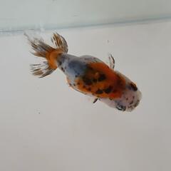江戸錦  弥富産  金魚  観賞魚  ①【本日取りに来れる方限定で値引きします】の画像