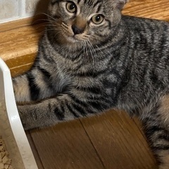 むかわ町内で保護 (仮)かんろ