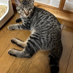 むかわ町内で保護 (仮)かんろ - 夕張市