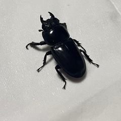 本土ヒラタクワガタの画像