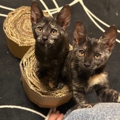 生後3ヶ月のサビ猫姉妹