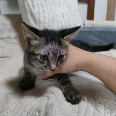 1.5カ月くらい　キジトラ子猫