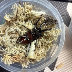 受渡し者決定　ニジイロクワガタペア②の画像