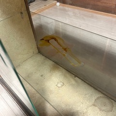 レトロなショーケースの画像