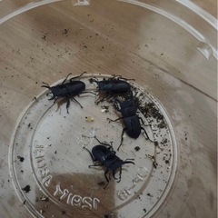 コクワガタ 4匹の画像