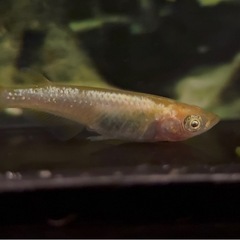 ゴールデンクウラ 1ペア メダカ めだか の画像